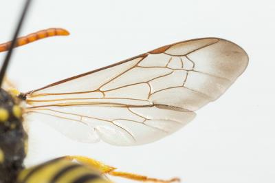  Nomada succincta Panzer, 1798