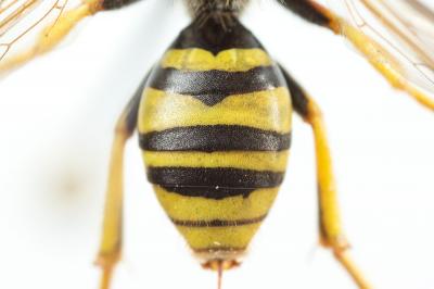  Nomada succincta Panzer, 1798