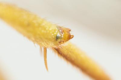  Nomada succincta Panzer, 1798
