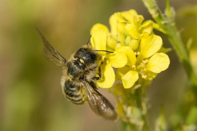  Osmia brevicornis (Fabricius, 1798)