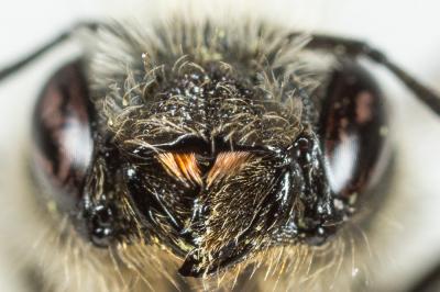  Osmia brevicornis (Fabricius, 1798)