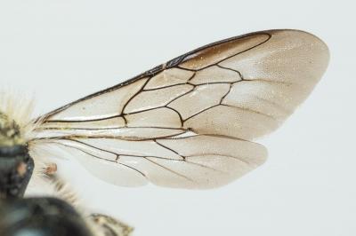  Osmia brevicornis (Fabricius, 1798)