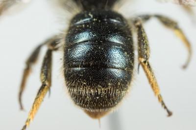  Osmia brevicornis (Fabricius, 1798)