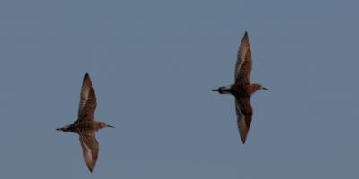 Chevalier combattant, Combattant varié Calidris pugnax (Linnaeus, 1758)