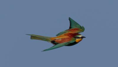Guêpier d'Europe Merops apiaster Linnaeus, 1758