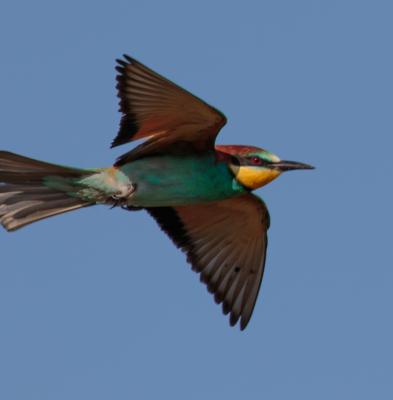 Guêpier d'Europe Merops apiaster Linnaeus, 1758