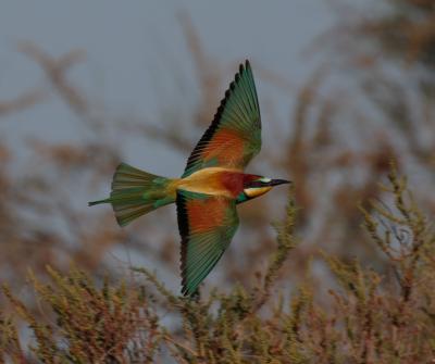 Guêpier d'Europe Merops apiaster Linnaeus, 1758