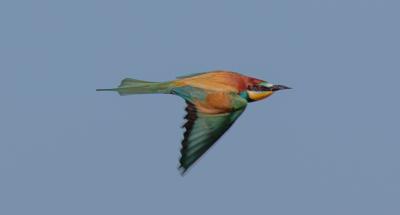 Guêpier d'Europe Merops apiaster Linnaeus, 1758
