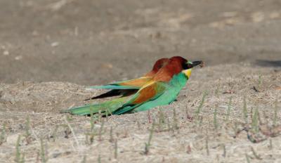 Guêpier d'Europe Merops apiaster Linnaeus, 1758