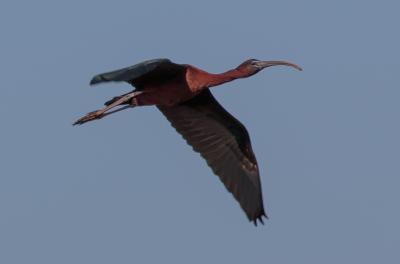 Ibis falcinelle Plegadis falcinellus (Linnaeus, 1766)
