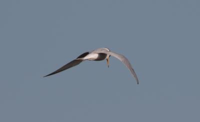 Sterne naine Sternula albifrons (Pallas, 1764)
