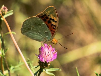 Cardinal (Le), Pandora (Le), Nacré turquoise (Le) Argynnis pandora (Denis & Schiffermüller, 1775)
