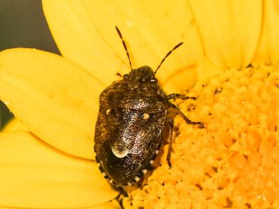  Staria lunata (Hahn, 1835)