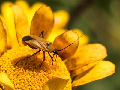 Miride variable, Punaise décorée Calocoris nemoralis (Fabricius, 1787)