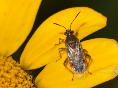  Rhopalidae Amyot & Audinet-Serville, 1843