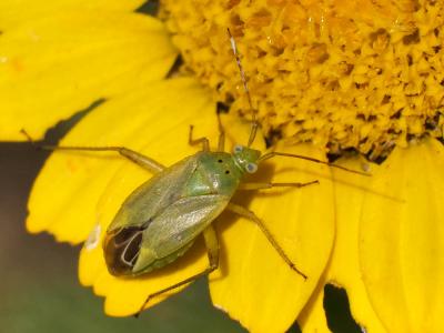  Closterotomus norwegicus (Gmelin, 1790)