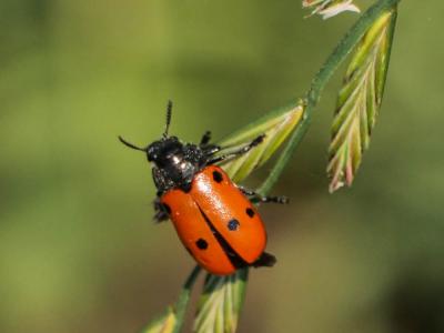  Lachnaia tristigma (Lacordaire, 1848)