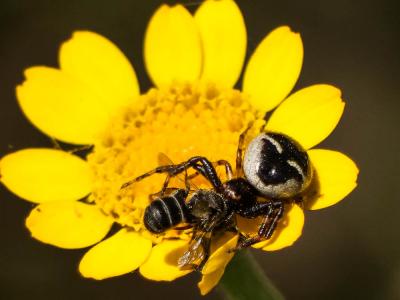 Thomise Napoléon Synema globosum (Fabricius, 1775)