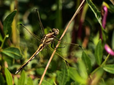  Orthetrum albistylum albistylum (Selys, 1848)