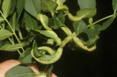  Dasineura acrophila (Winnertz, 1853)