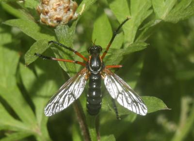  Molobratia teutonus (Linnaeus, 1767)