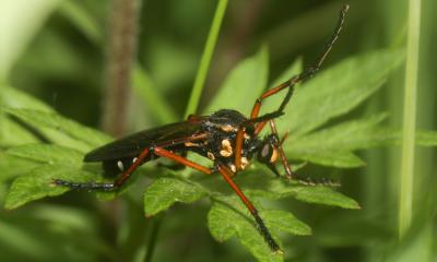  Molobratia teutonus (Linnaeus, 1767)