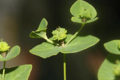 Euphorbe douce Euphorbia dulcis L., 1753