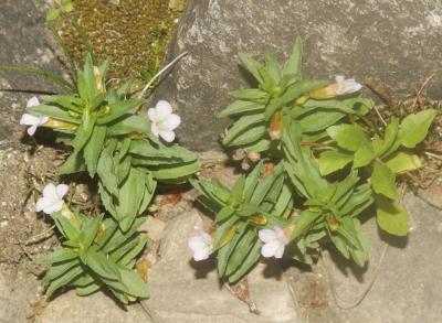 Gratiole officinale, Herbe au pauvre homme Gratiola officinalis L., 1753