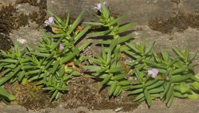 Gratiole officinale, Herbe au pauvre homme Gratiola officinalis L., 1753