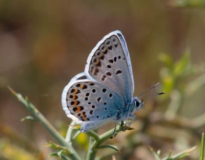 Azuré de l'Ajonc (L'), Argus bleu-violet (L'), Arg Plebejus argus (Linnaeus, 1758)
