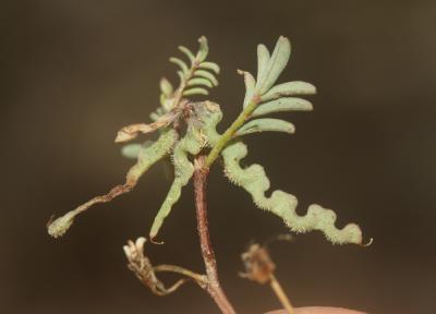 Fer à cheval cilié, Hippocrépis cilié Hippocrepis ciliata Willd., 1808