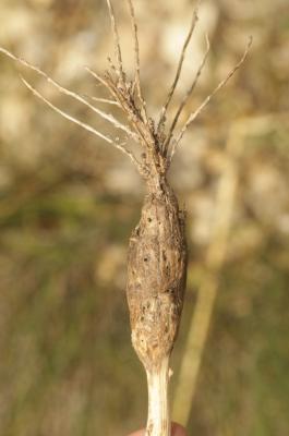  Timaspis phoenixopodos Mayr, 1882