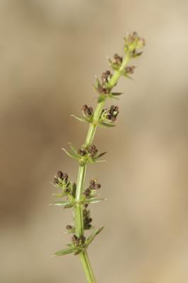 Gaillet à feuilles d'Asperge Galium corrudifolium Vill., 1779