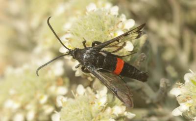 Sésie du Pommier (La) Synanthedon myopaeformis (Borkhausen, 1789)