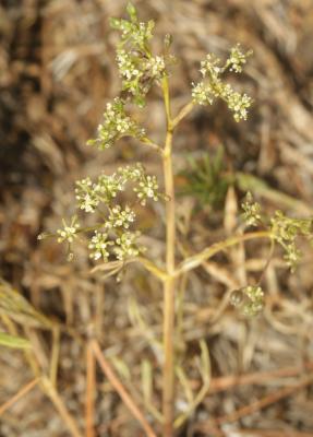 Trinie commune, Trinie glauque, Trinia vulgaire Trinia glauca (L.) Dumort., 1827