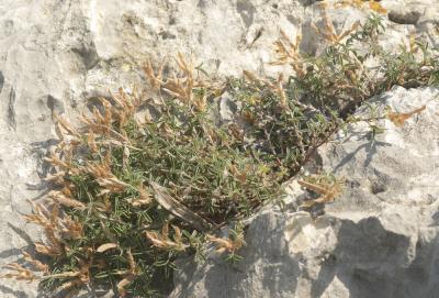 Argyrolobe de Linné Argyrolobium zanonii (Turra) P.W.Ball, 1968
