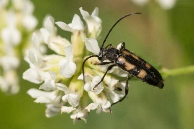  Anoplodera sexguttata (Fabricius, 1775)