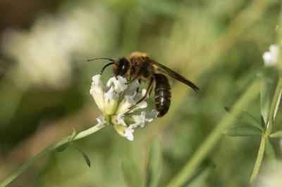  Andrena bimaculata (Kirby, 1802)