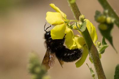 Abeille charpentière, Xylocope violet Xylocopa violacea (Linnaeus, 1758)
