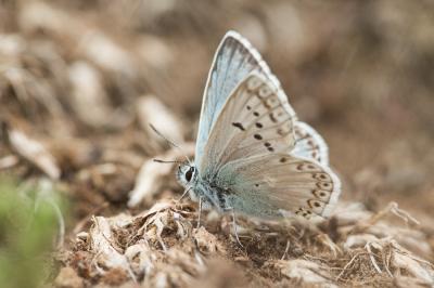 Bleu-nacré d'Espagne (Le) Lysandra hispana (Herrich-Schäffer, 1852)