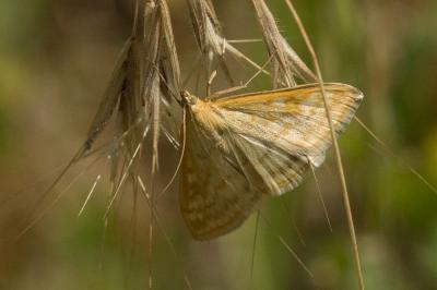  Sitochroa verticalis (Linnaeus, 1758)