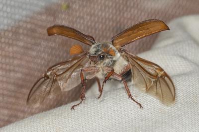 Hanneton commun (le) Melolontha melolontha (Linnaeus, 1758)