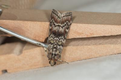  Dioryctria abietella (Denis & Schiffermüller, 1775)