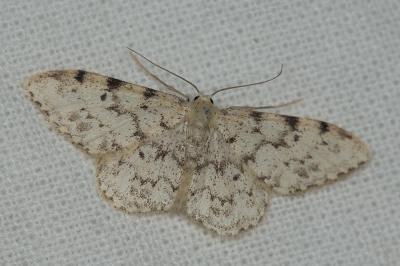 Acidalie contiguë (L') Idaea contiguaria (Hübner, 1799)