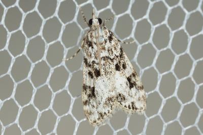  Eudonia delunella (Stainton, 1849)