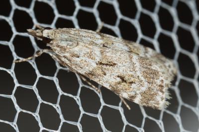  Scoparia pyralella (Denis & Schiffermüller, 1775)