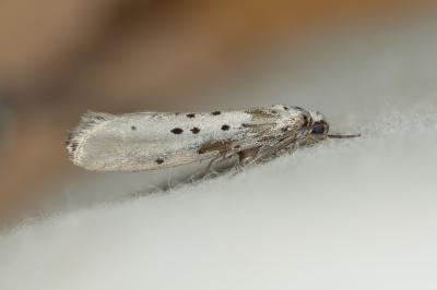  Yponomeuta sedella Treitschke, 1832