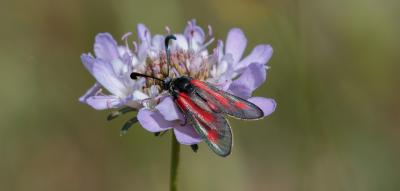 Zygène du Panicaut (La) Zygaena sarpedon (Hübner, 1790)