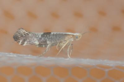  Argyresthia spinosella Stainton, 1849