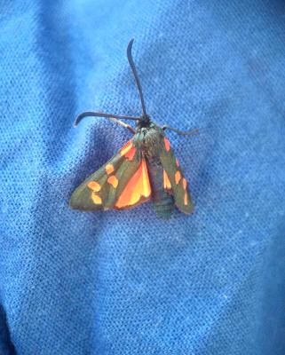 Zygène transalpine (La) Zygaena transalpina (Esper, 1780)